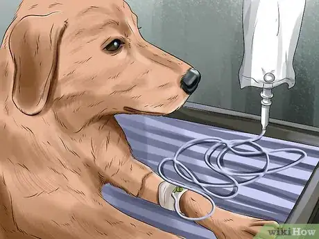 Imagen titulada Treat Pyometra in Dogs Step 3