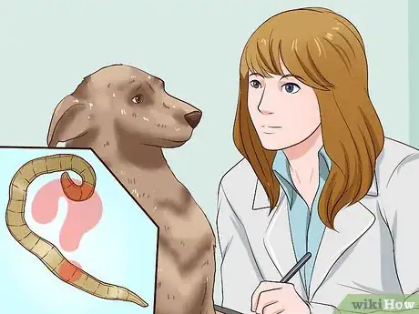 Imagen titulada Identify Different Dog Worms Step 14