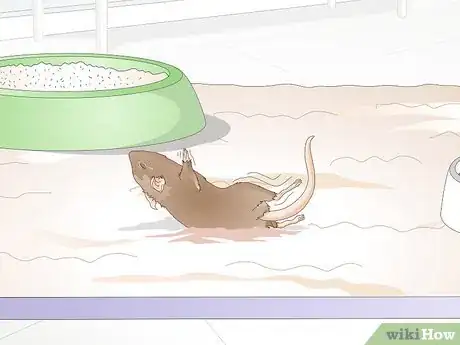Imagen titulada Know if a Gerbil Is Ill Step 6