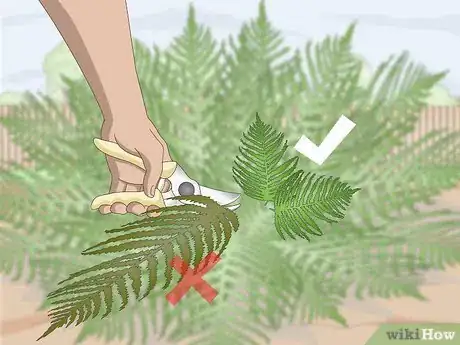 Imagen titulada Prune Ferns Step 3
