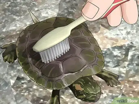 Imagen titulada Look After a Turtle Step 13