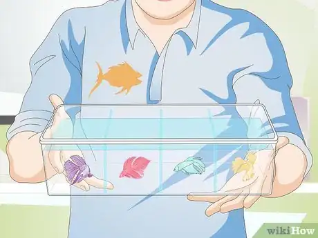 Imagen titulada Pick a Betta Fish Step 2