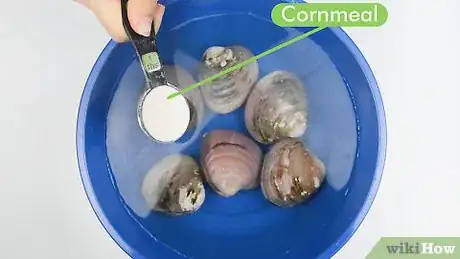 Imagen titulada Clean Clams Step 5