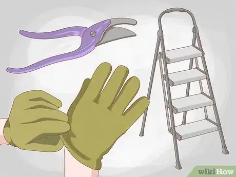 Imagen titulada Prune Wisteria Step 2