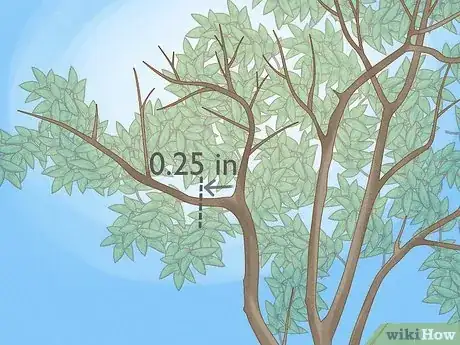 Imagen titulada Prune Guava Trees Step 3