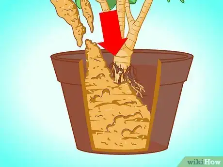 Imagen titulada Transplant a Jade Plant Step 10