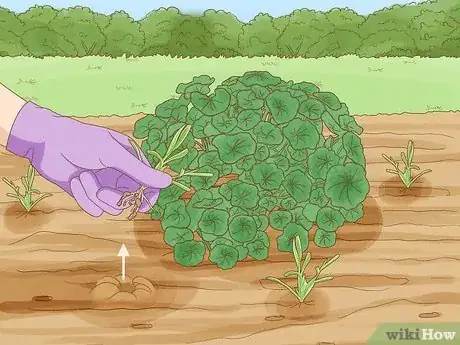 Imagen titulada Grow Nasturtiums Step 7