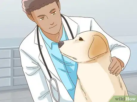 Imagen titulada Treat Spay Incontinence in Female Dogs Step 1