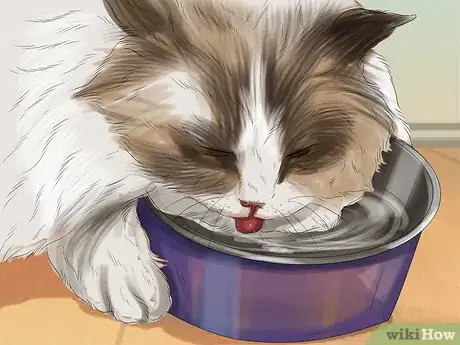 Imagen titulada Care for Ragdoll Cats Step 9