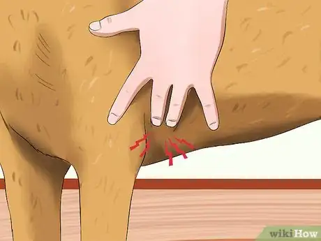 Imagen titulada Measure a Dog's Pulse Step 3