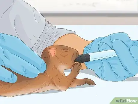 Imagen titulada Keep a Pet Squirrel Step 17