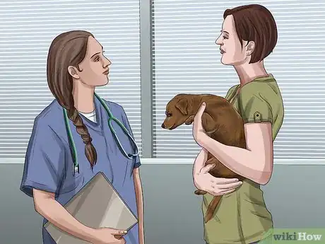 Imagen titulada Treat Pyometra in Dogs Step 5