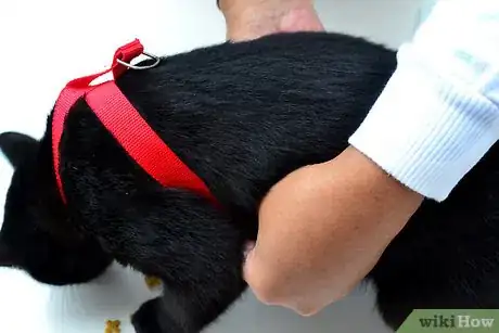 Imagen titulada Put on a Cat Harness Step 6