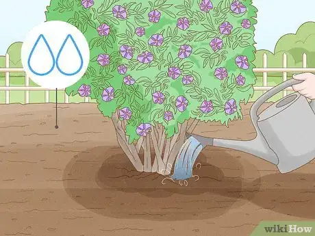 Imagen titulada Care for a Purple Flower Potato Bush Step 7
