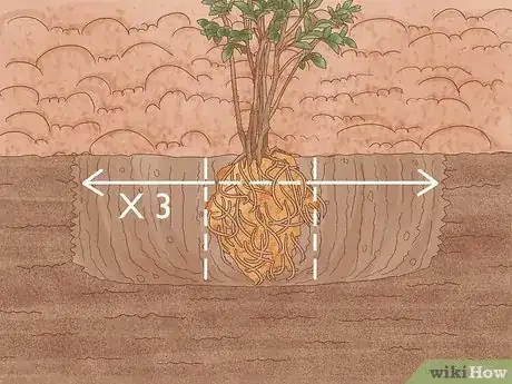 Imagen titulada Grow Crepe Myrtle Step 6