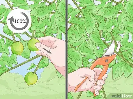 Imagen titulada Prune a Lime Tree Step 4