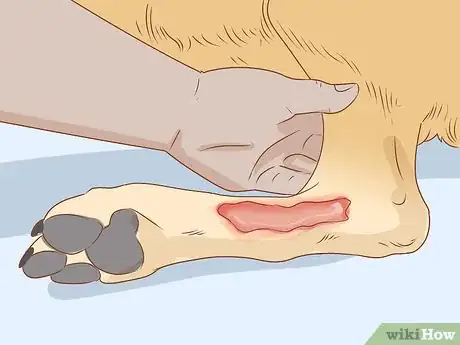 Imagen titulada Spot Rabies in a Dog Step 4