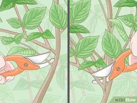 Imagen titulada Prune a Lime Tree Step 8