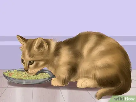 Imagen titulada Bathe a Cat Step 19