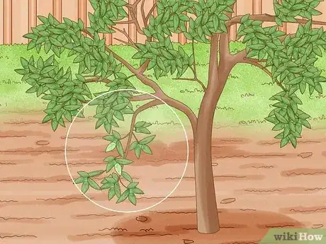Imagen titulada Prune Guava Trees Step 9