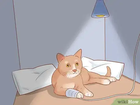 Imagen titulada Help a Cat That Is Dragging Its Rear Legs Step 4