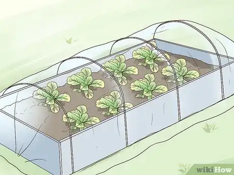 Imagen titulada Grow Mustard Greens Step 8