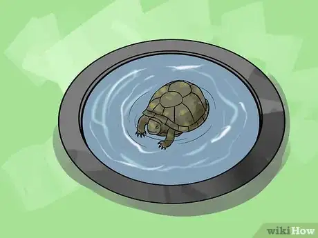 Imagen titulada Care for Your Box Turtle Step 9