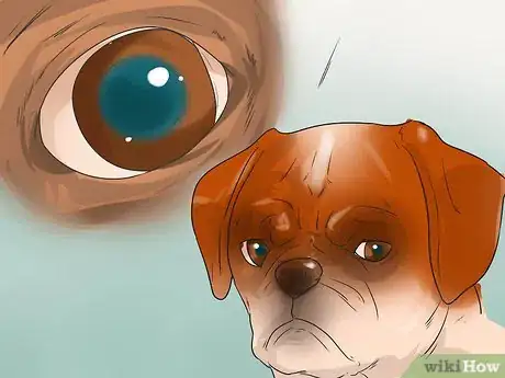 Imagen titulada Treat Eye Problems in Pugs Step 22
