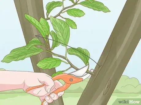 Imagen titulada Prune an Avocado Tree Step 19