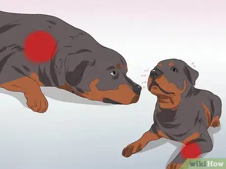 Imagen titulada Diagnose Dysplasia in Rottweilers Step 14