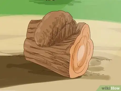 Imagen titulada Find Burl Wood Step 13