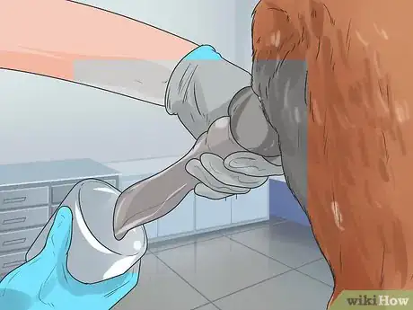 Imagen titulada Artificially Inseminate a Dog Step 4