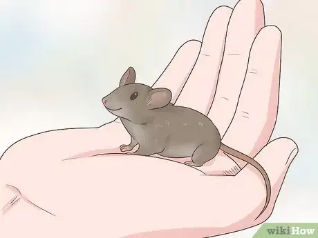 Imagen titulada Choose a Pet Mouse Step 1