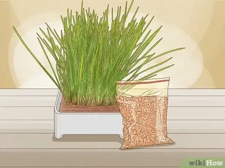 Imagen titulada Give Cat Grass to a Cat Step 2