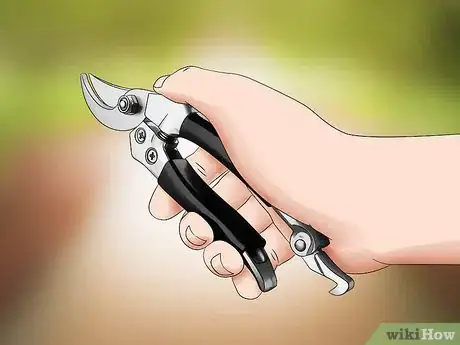 Imagen titulada Trim Evergreen Bushes Step 2