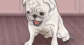 ayudar a un perro con epilepsia canina