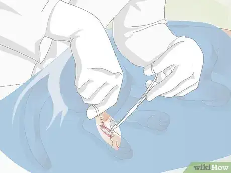 Imagen titulada Treat Broken Bones in Dogs Step 11