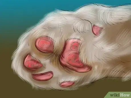 Imagen titulada Treat a Cat with a Broken Claw Step 4