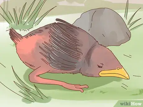 Imagen titulada Identify Baby Birds Step 11