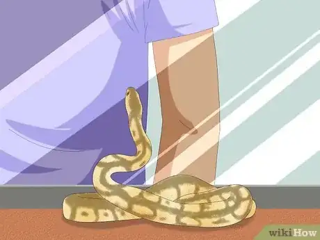 Imagen titulada Hold a Snake Step 3