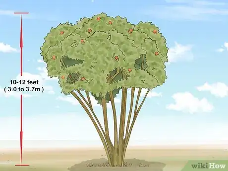 Imagen titulada Prune Pomegranate Trees Step 11