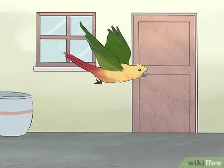 Imagen titulada Entertain a Conure Step 6