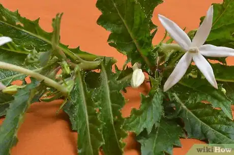 Imagen titulada Preserve Herbs Step 5