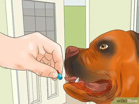Imagen titulada Treat Mast Cell Tumors in Boxers Step 8