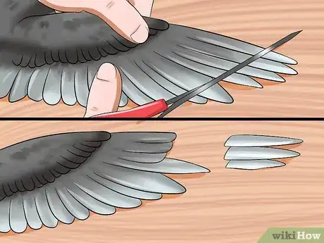 Imagen titulada Clip a Cockatiel's Flier Feathers Step 7