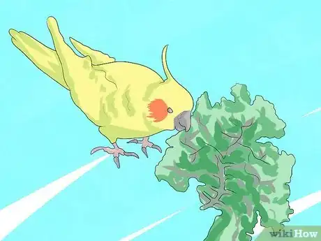 Imagen titulada Take Care of a Cockatiel Step 10