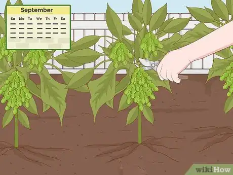 Imagen titulada Grow Soybeans Step 11