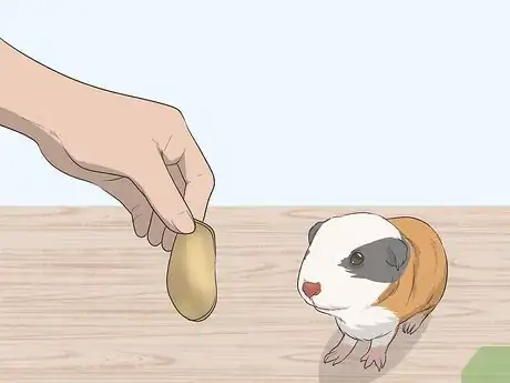 Imagen titulada Hold a Guinea Pig Step 10