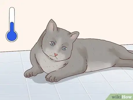 Imagen titulada Reduce Fever in Cats Step 4