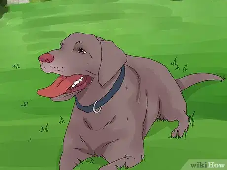 Imagen titulada Help a Dog in Heat Step 11